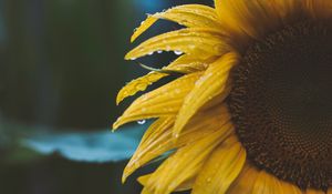 Preview wallpaper flower, yellow, petals, dew, drops