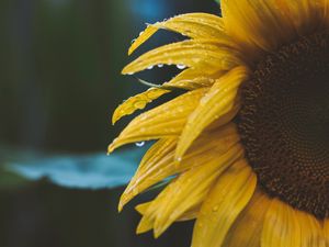 Preview wallpaper flower, yellow, petals, dew, drops