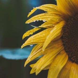 Preview wallpaper flower, yellow, petals, dew, drops