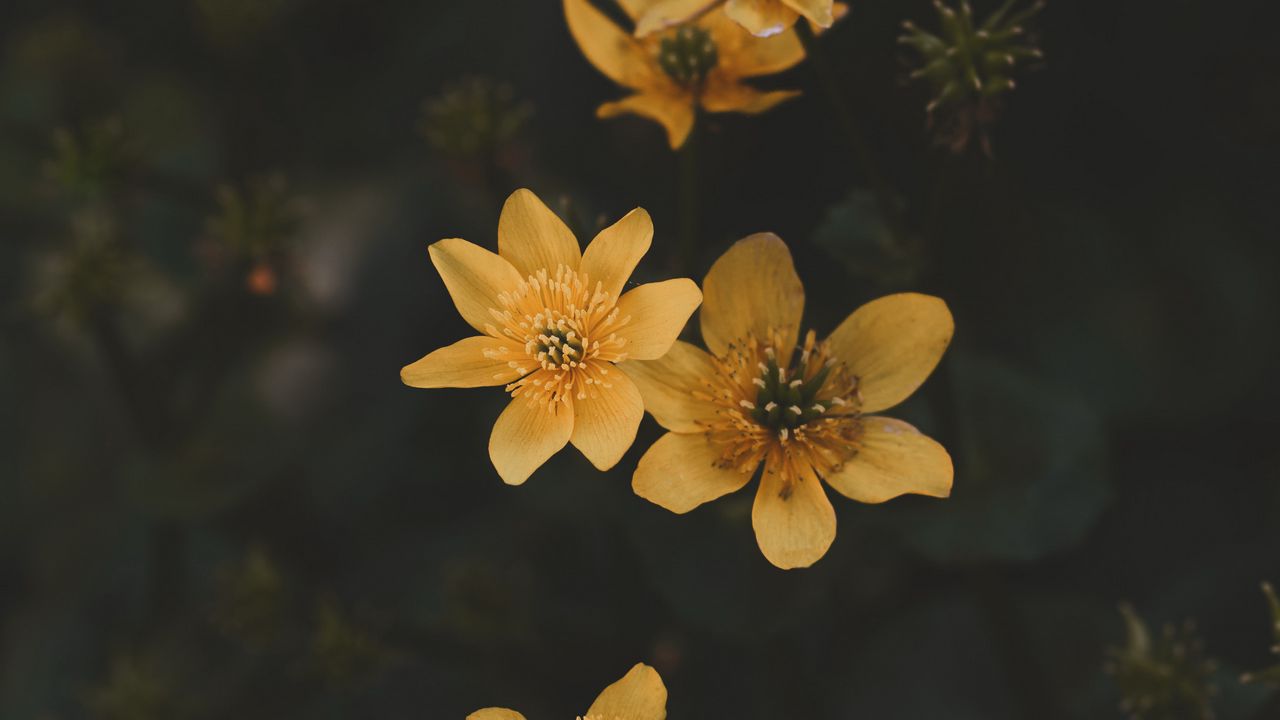 Wallpaper flower, yellow, petals, plant hd, picture, image