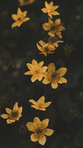 Preview wallpaper flower, yellow, petals, plant