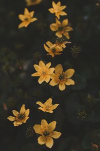 Preview wallpaper flower, yellow, petals, plant