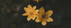 Preview wallpaper flower, yellow, petals, plant