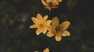 Preview wallpaper flower, yellow, petals, plant