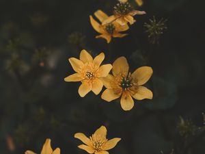 Preview wallpaper flower, yellow, petals, plant