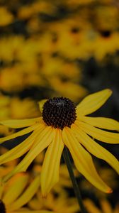 Preview wallpaper flower, yellow, petals, macro, plant