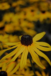 Preview wallpaper flower, yellow, petals, macro, plant