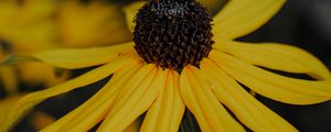 Preview wallpaper flower, yellow, petals, macro, plant