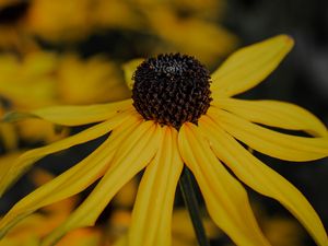 Preview wallpaper flower, yellow, petals, macro, plant