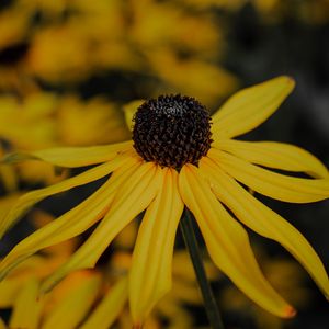 Preview wallpaper flower, yellow, petals, macro, plant