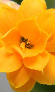 Preview wallpaper flower, yellow, petals, close-up