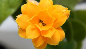 Preview wallpaper flower, yellow, petals, close-up