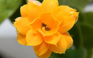 Preview wallpaper flower, yellow, petals, close-up