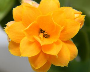 Preview wallpaper flower, yellow, petals, close-up