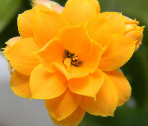 Preview wallpaper flower, yellow, petals, close-up