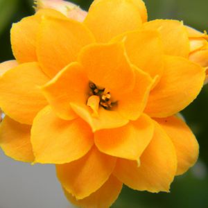 Preview wallpaper flower, yellow, petals, close-up