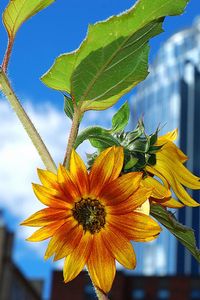 Preview wallpaper flower, yellow, petals, blur, building