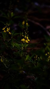 Preview wallpaper flower, yellow, plant, bloom, dark