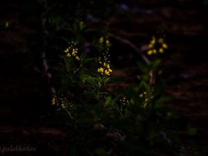 Preview wallpaper flower, yellow, plant, bloom, dark