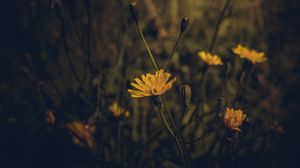 Preview wallpaper flower, yellow, plant, field, dark