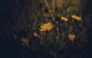 Preview wallpaper flower, yellow, plant, field, dark