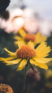 Preview wallpaper flower, yellow, plant, light