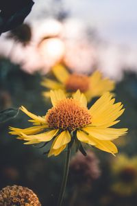 Preview wallpaper flower, yellow, plant, light