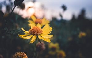Preview wallpaper flower, yellow, plant, light