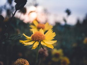 Preview wallpaper flower, yellow, plant, light