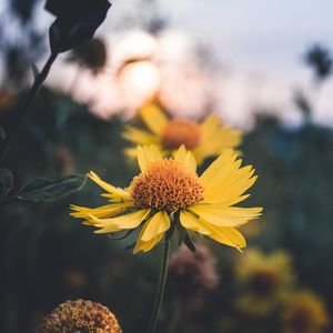 Preview wallpaper flower, yellow, plant, light