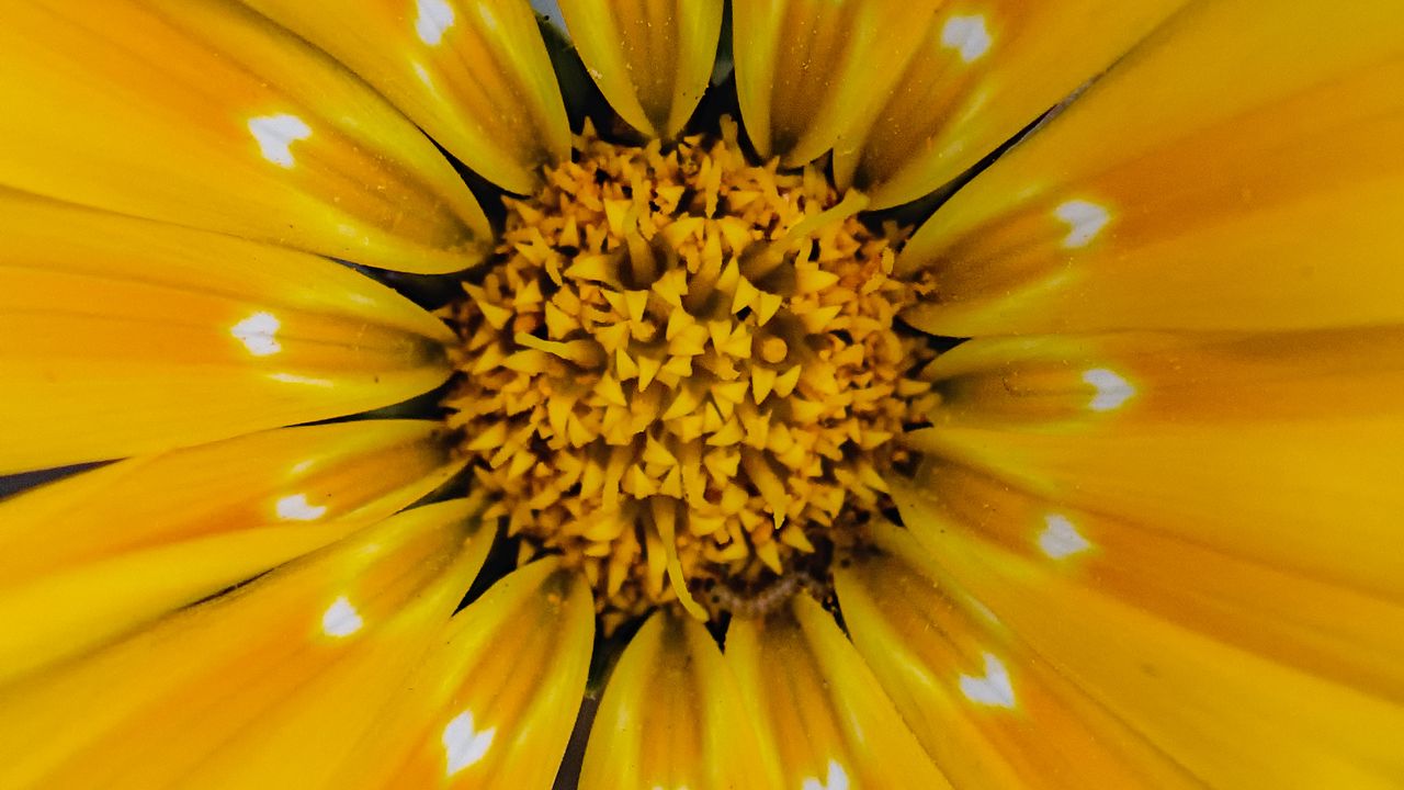 Wallpaper flower, yellow, pollen, petals, macro