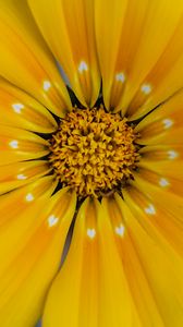 Preview wallpaper flower, yellow, pollen, petals, macro