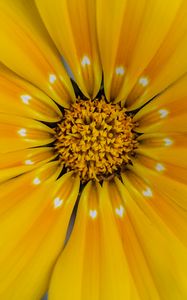 Preview wallpaper flower, yellow, pollen, petals, macro