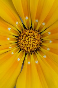 Preview wallpaper flower, yellow, pollen, petals, macro