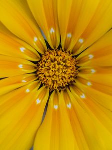 Preview wallpaper flower, yellow, pollen, petals, macro