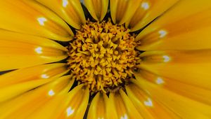 Preview wallpaper flower, yellow, pollen, petals, macro