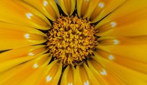 Preview wallpaper flower, yellow, pollen, petals, macro