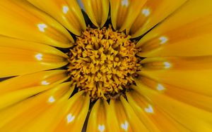 Preview wallpaper flower, yellow, pollen, petals, macro