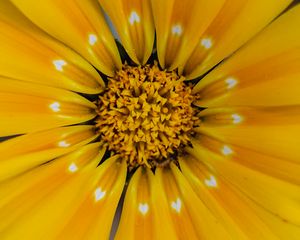 Preview wallpaper flower, yellow, pollen, petals, macro