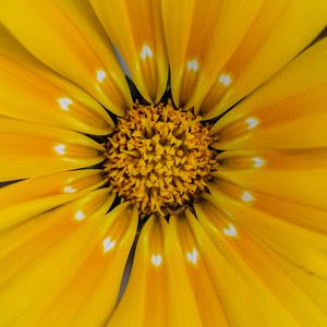 Preview wallpaper flower, yellow, pollen, petals, macro