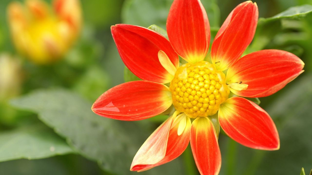 Wallpaper flower, yellow, red, garden, one