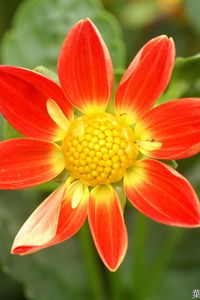 Preview wallpaper flower, yellow, red, garden, one