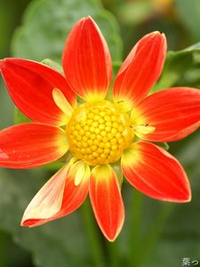 Preview wallpaper flower, yellow, red, garden, one