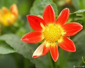 Preview wallpaper flower, yellow, red, garden, one