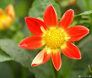 Preview wallpaper flower, yellow, red, garden, one