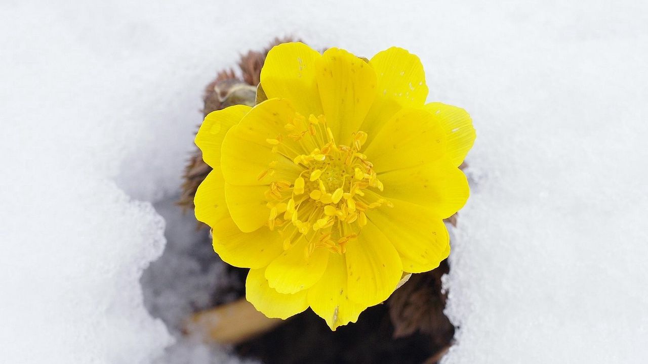Wallpaper flower, yellow, snow, primroses, awakening