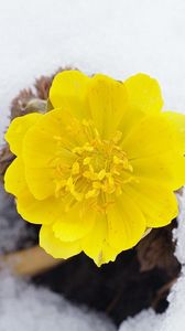 Preview wallpaper flower, yellow, snow, primroses, awakening