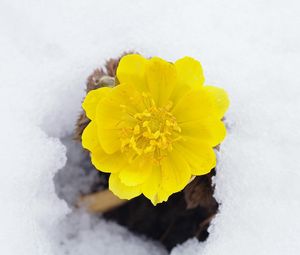 Preview wallpaper flower, yellow, snow, primroses, awakening