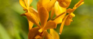 Preview wallpaper flower, yellow, wet, inflorescence, macro