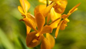 Preview wallpaper flower, yellow, wet, inflorescence, macro